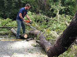 Best Utility Line Clearance  in Parsons, WV